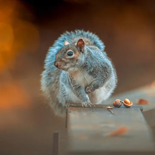 c7娱乐博彩牌照